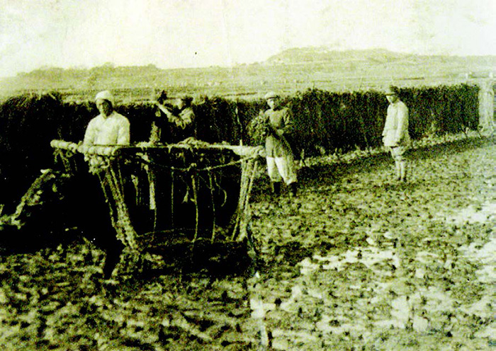 1910년대 팽성읍 안정리-일본인농장
