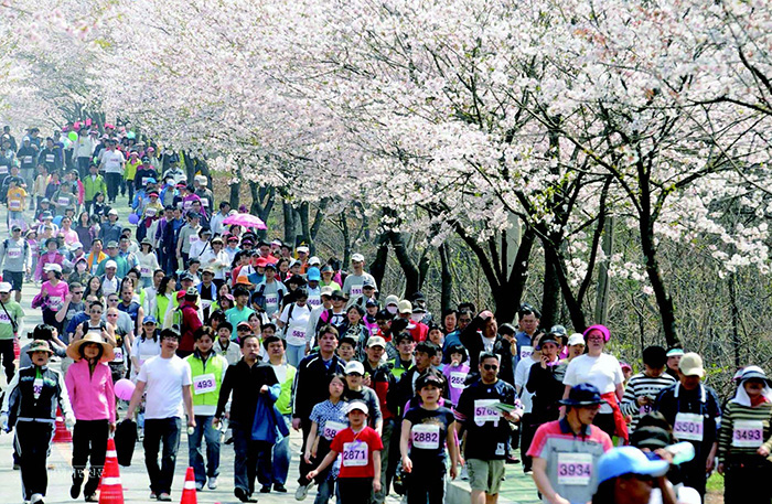 이충동 은혜로 벚꽃길을 걷고 있는 시민들
