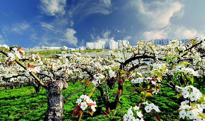 평택의 사계 - 봄 죽백동 배꽃